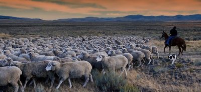 Cães de Pastor e Boieiros (exceto Boeiros Suíços) - Knoow