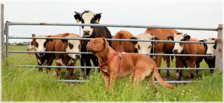 Cães de Pastor e Boieiros (exceto Boeiros Suíços) - Knoow