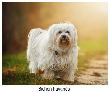 Grupo bichon havanês