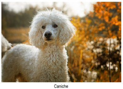 Grupo caniche