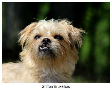 Griffon bruxellois