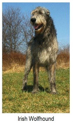 grupo Irish Wolfhound