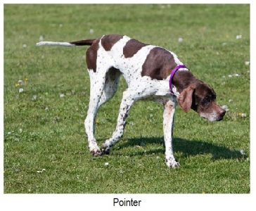 Pointer