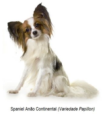 Spaniel anão continental