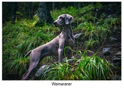 Weimaraner