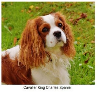 cavalier king charles spaniel