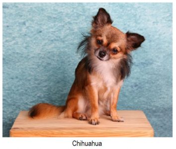 chihuahua