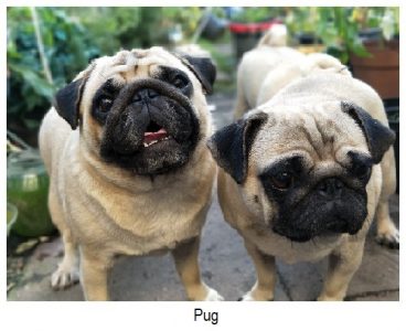  pug