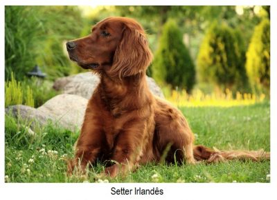 setter irlandês