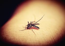 mosquito transmissor de doenças