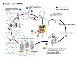 ciclo de vida de um parasita