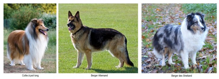 Chiens De Berger Et De Bouvier Sauf Chiens De Bouvier