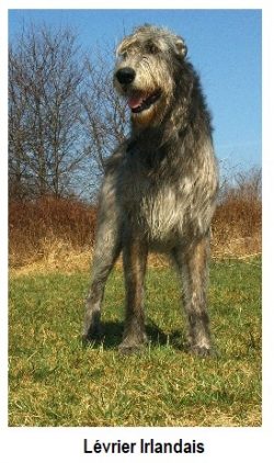 grupo Irish Wolfhound