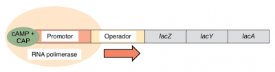 Figura 1 – Bactéria colocada em meio com baixa concentração de glucose. A adenilil ciclase é ativada e converte ATP em cAMP; o cAMP liga-se à CAP, estimula a sua ligação ao promotor do operão lac e a interação com a RNA polimerase; consequentemente inicia-se a transcrição dos genes contidos no operão.