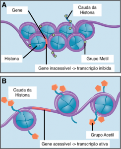 Figura 2 – A) as histonas encontrarem-se desacetiladas, logo a cromatina está demasiado compactada para que os fatores de transcrição se consigam ligar, não ocorrendo transcrição do gene. B) as histonas encontrarem-se acetiladas, estando a cromatina relaxada e facilitando o acesso da maquinaria de transcrição, aumentando a taxa de transcrição do gene.