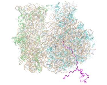 Figure 1 - Illustrative image of a ribosome’s three-dimensional structure.