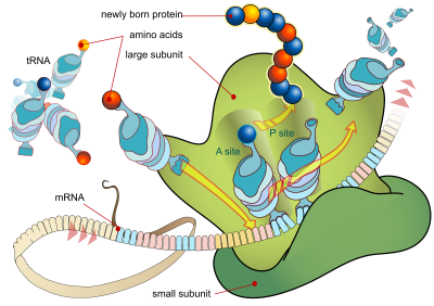 Figure 2 - Schematic image of an active ribosome. It is possible to observe the small and large subunits, tRNA, mRNA and the newly born protein.