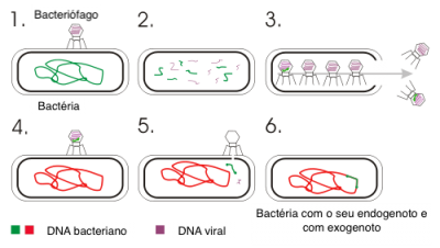 Figura 1 - Sequência de acontecimentos durante a transdução. 1) bacteriófago infeta uma bactéria; 2) com a infeção, o DNA bacteriano é lisado; 3) o bacteriógafo é montado novamente e uma parte de DNA da bactéria é incorporado no bacteriófago formado; 4 e 5) os bacteriófagos formados vão infetar outras bactérias; 6) o DNA introduzido pelo bacteriófago é incorporado no DNA da bactéria por recombinação.