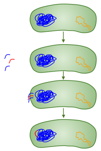 Figura 1 - Imagem ilustrativa do processo de transformação bacteriana.