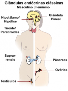 Figura 1 - Imagem ilustrativa da localização e morfologia das glândulas endócrinas clássicas.