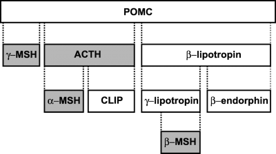 Figura 2 – A proteína precursora pró-opiomelanocortina (POMC) dá origem a vários fragmentos biologicamente ativos: γ-MSH; ACTH (constituída pela α-MSH e CLIP); e β-LPH (constituída pelaa β-MSH, γ-LPH e β-endorfina).