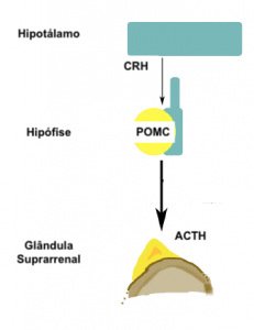 Figura 1 – Síntese e libertação da CRH pelo hipotálamo, que estimula a hipófise a sintetizar e libertar ACTH (eixo hipotálamo-hipófise) que, por sua vez, vai estimular a esteroidogénese no córtex das glândulas suprarrenais.