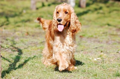 Cocker Spaniel Anglais Race De Chien Knoow