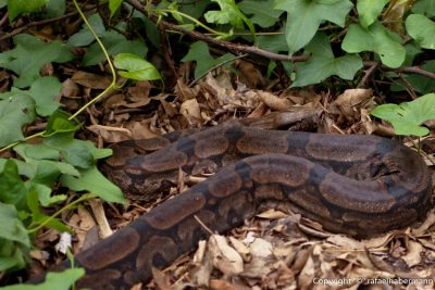 RANKING TOP-10 LISTA MAIORES COBRAS DO MUNDO COBRAS MAIS VENENOSAS MAIORES REPTEIS DO MUNDO