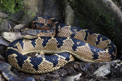 RANKING TOP-10 LISTA MAIORES COBRAS DO MUNDO COBRAS MAIS VENENOSAS MAIORES REPTEIS DO MUNDO