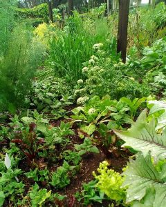 Sistema de horta agroecológica, com diversidade de plantas no mesmo espaço.