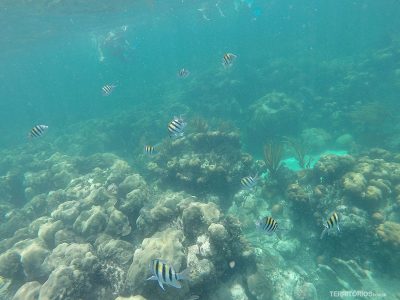 Sistema de coral brasileiro é um dos maiores do mundo; conheça!, Stories, Flipar