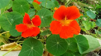 Folhas e flores da capuchinha