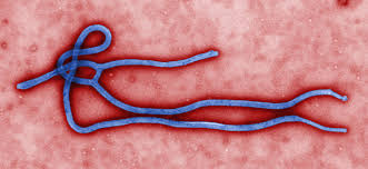 vírus do Ébola