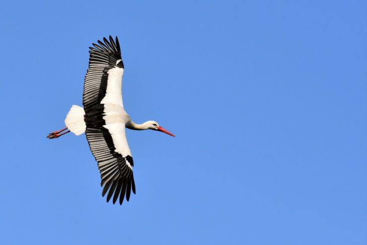 Cegonha na Pateira de Frossos