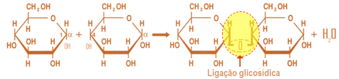 Ligação glicosídica